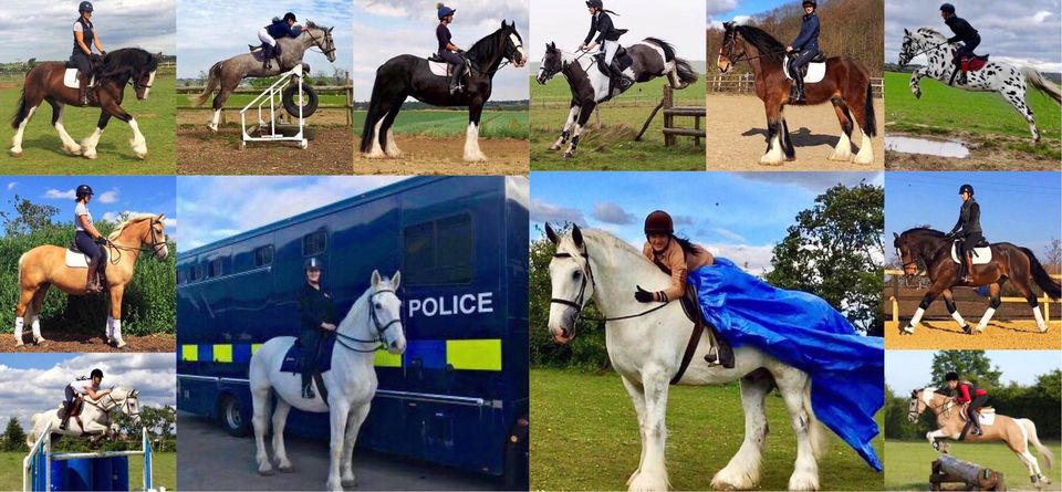 MJL Equestrian - Heavy Horses